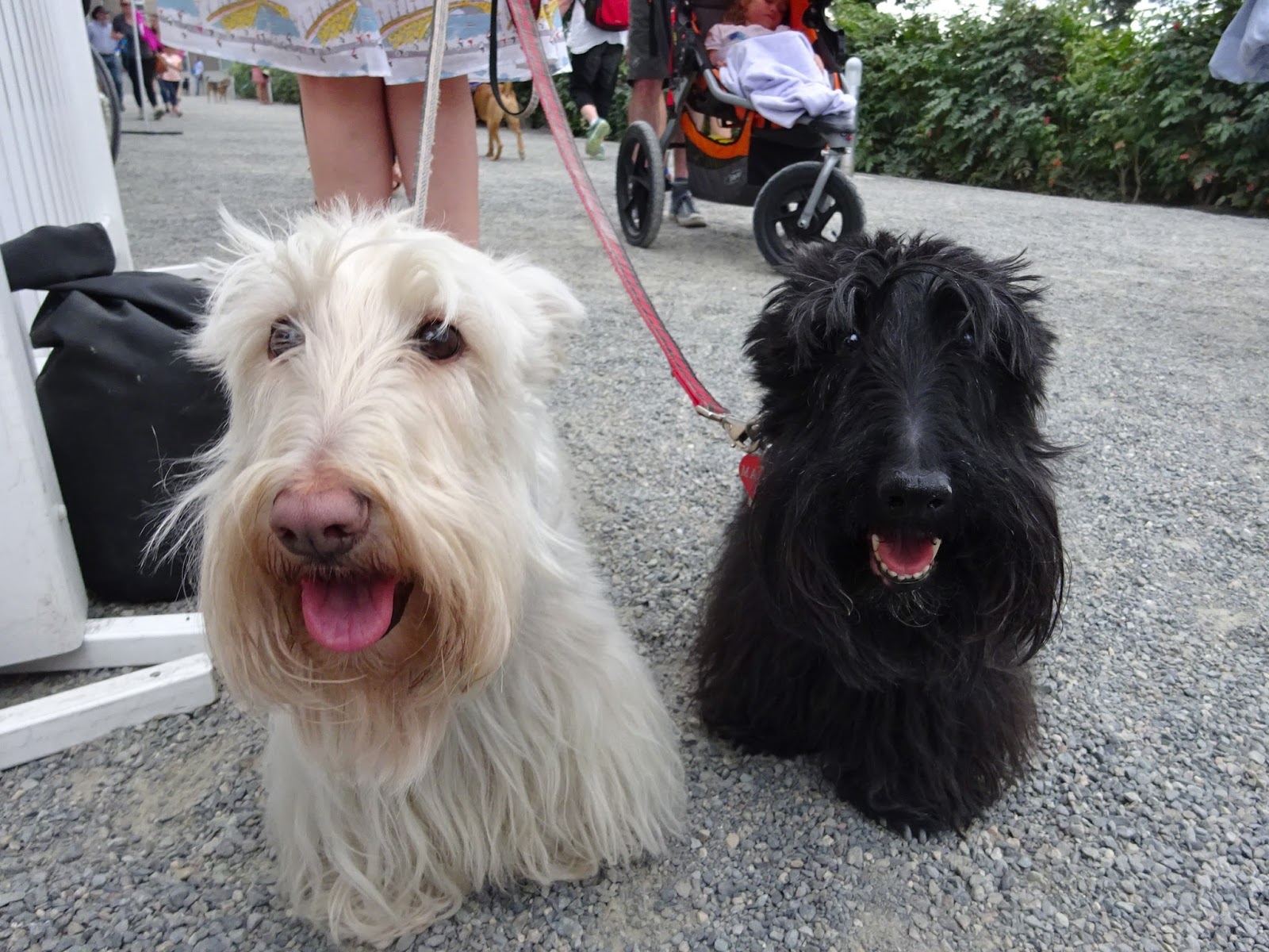 キットと歩こ シアトル いろいろ ストリート 第一回 アメリカン保護犬ショー