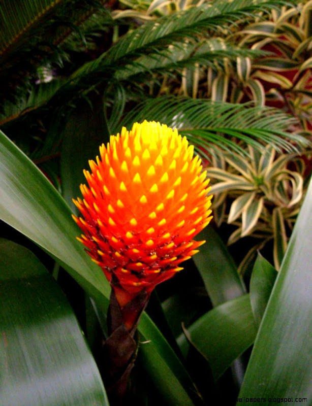 Plants In The Tropical Rainforest And Their Names | Amazing Wallpapers