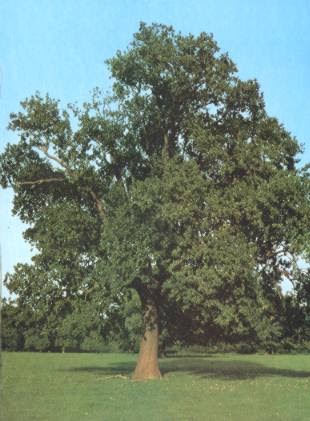 Compañeros de viaje: Roble europeo (Quercus robur)