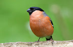 Bullfinch