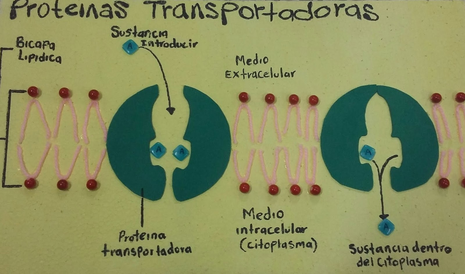 ¿Qué es el citoplasma? Funciones, estructura y características ¿Qué es el citoplasma? Funciones, estructura y características