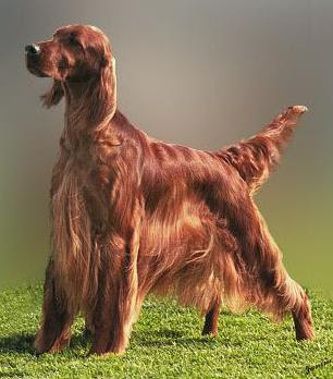 Razas de perros: Setter Irlandés