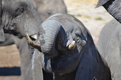Día 13: De Kasane a Nata. Elephant Sands Lodge - Botswana y Cataratas Victoria. Viaje por libre de 19 dias (6)