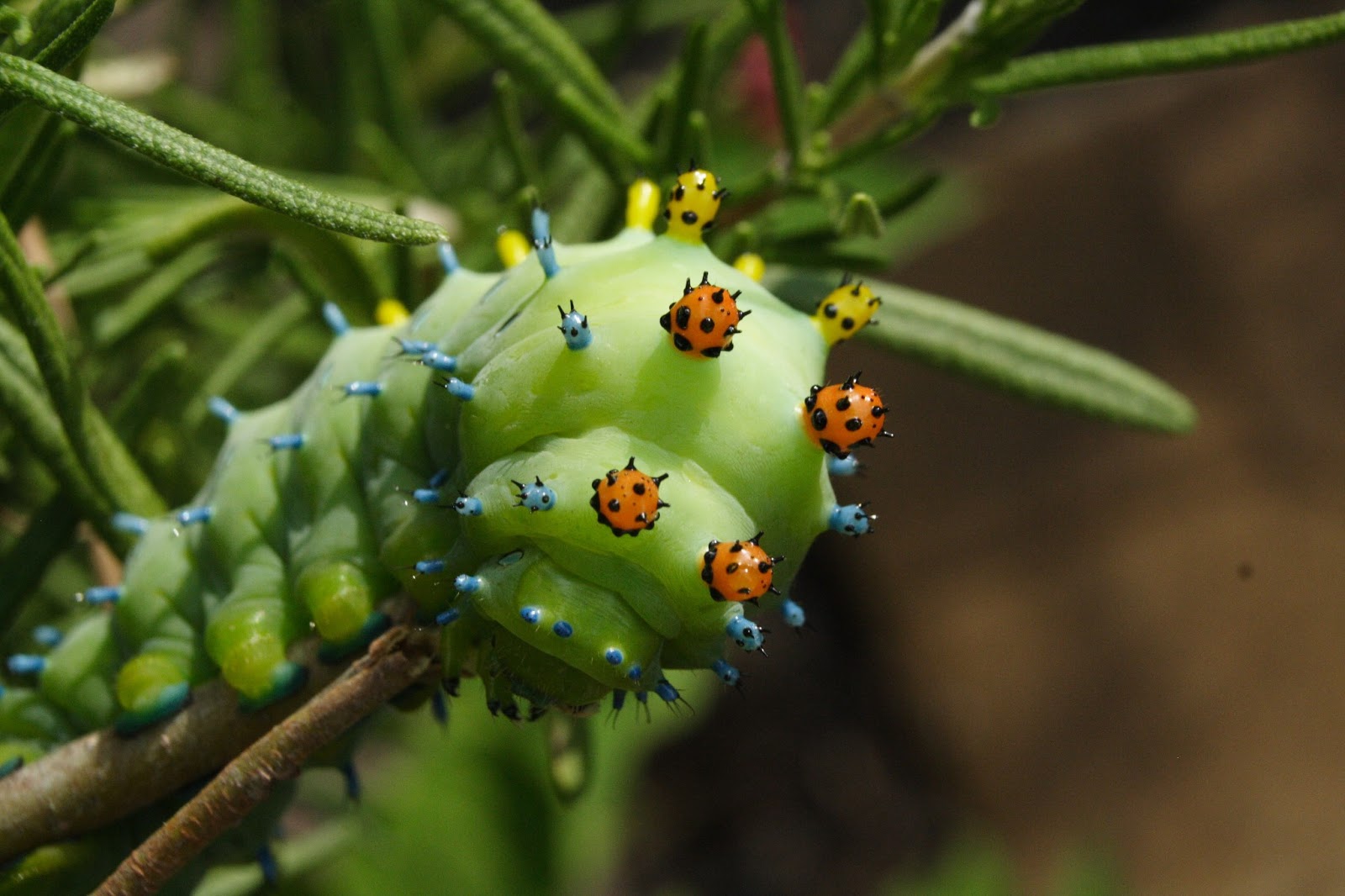 ... County (PA) Master Gardeners: What is THAT? Cecropia Moth Caterpillar