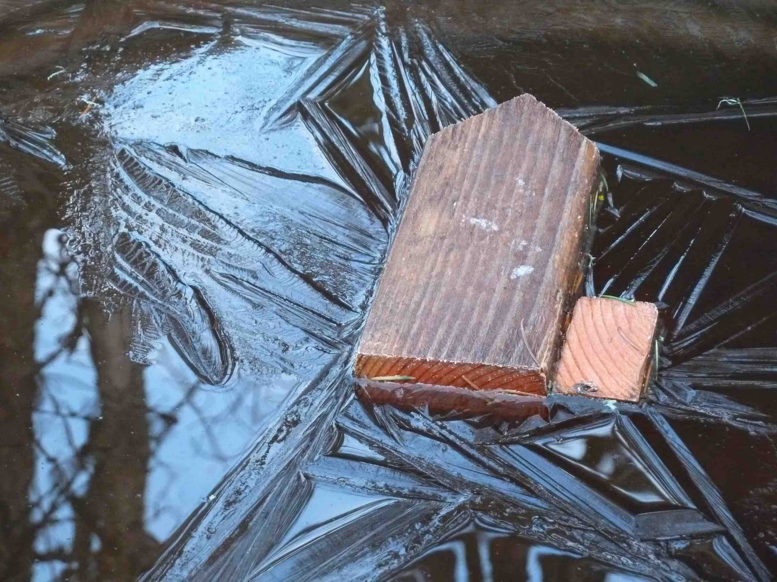 Boulderneigh Wood in water, sheep in hand