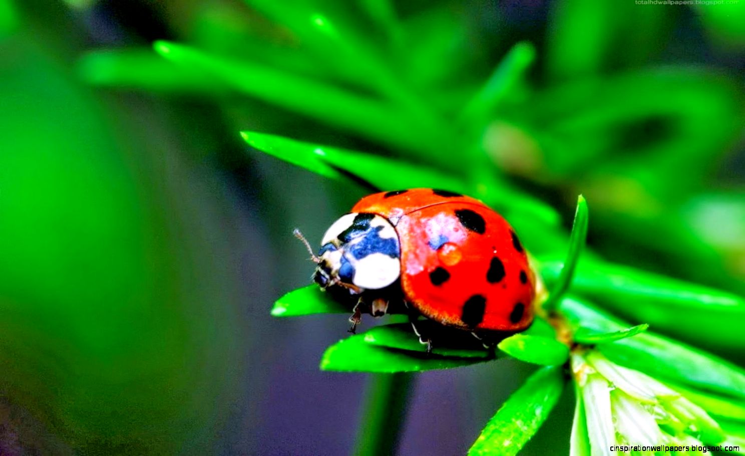 Ladybug Praying Mantis