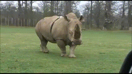 rinoceronte-blanco-para-gif.gif