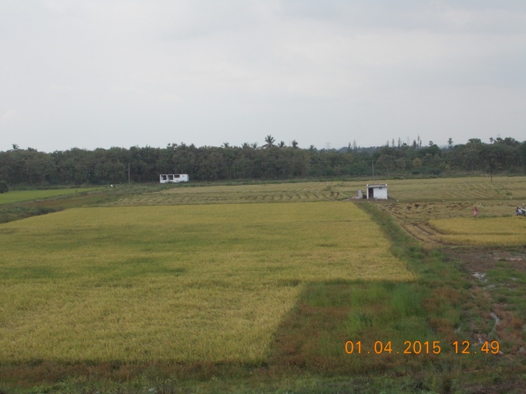 SRI BALAJI REALS 40 Acre Farm Land for sale in Melaseval Tiruneveli