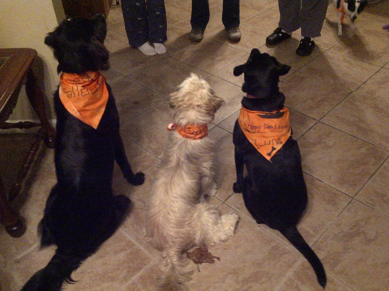 dog ate uncooked rice