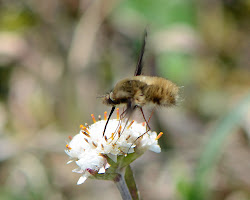bee flies fly ohio biodiversity wildflowers oh strange