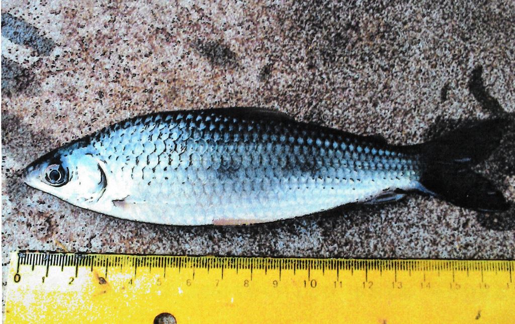 Schizodon intermedius