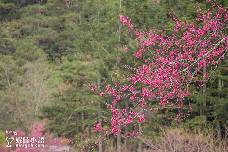 【奧萬大景點】 奧萬大國家森林遊樂園區路線。賞楓賞松還能賞櫻花
