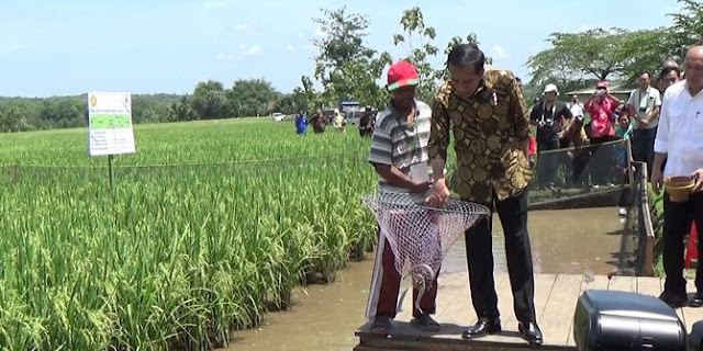 Cerita Presiden Jokowi disemprot petani gara-gara jagung Cerita Presiden Jokowi disemprot petani gara-gara jagung