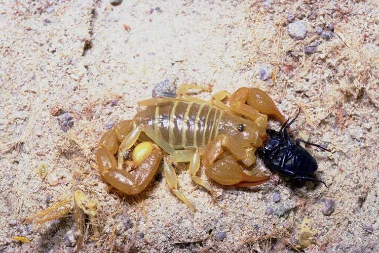 желтый толстохвостый скорпион. южноафриканский длиннохвостый скорпион. арабский толстохвостый скорпион. скорпион microtityus minimus. скорпион пандинус император.