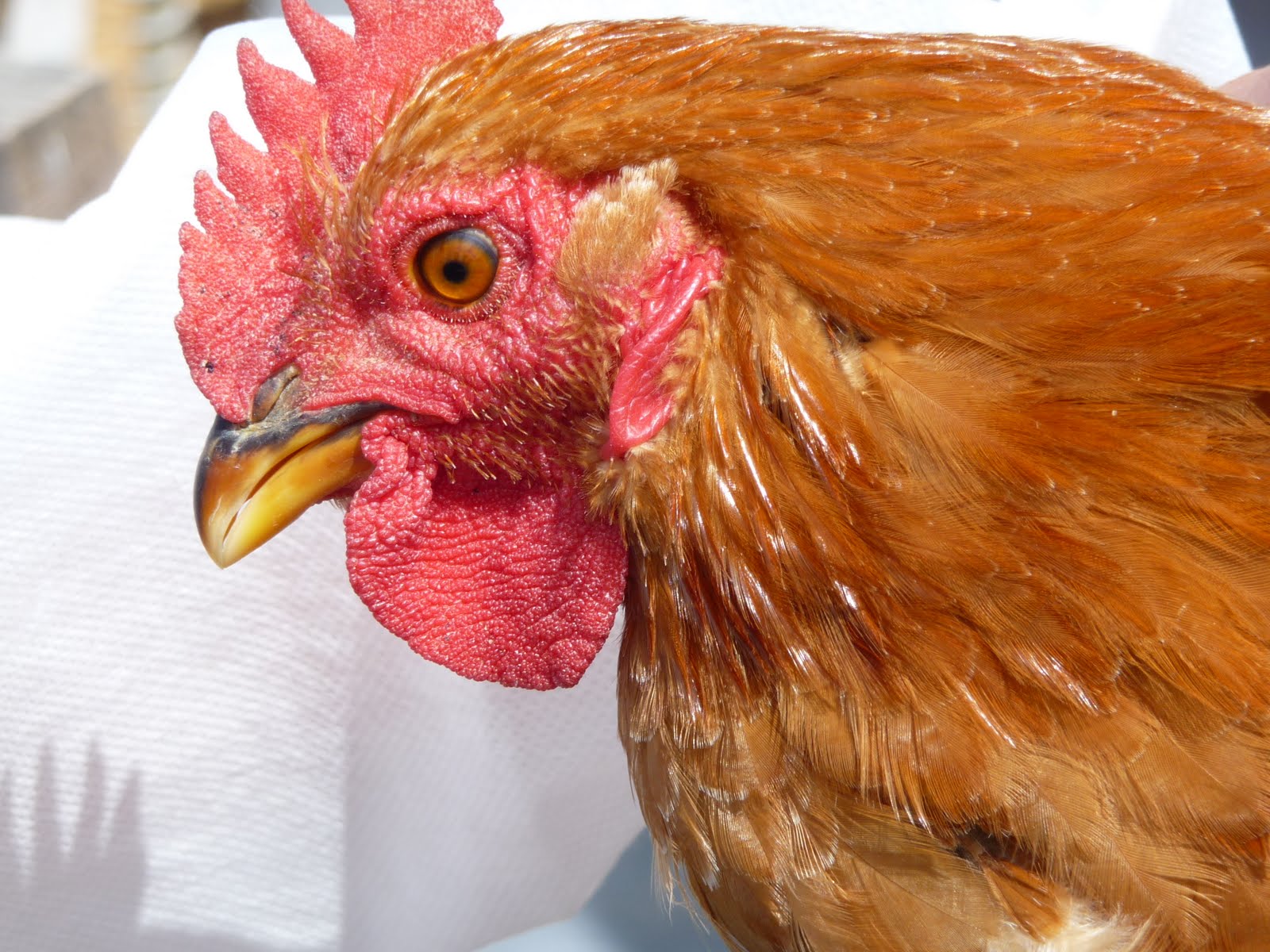 Mikey Likes Food! Pitman Farms Visit Mary's AirChilled Chickens