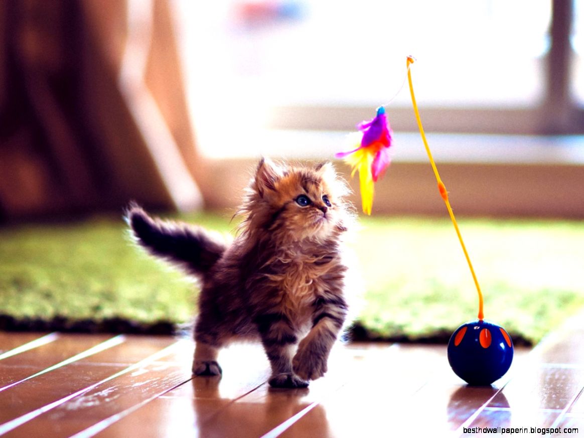 Cute Wallpapers For Windows 8  All HD Wallpapers