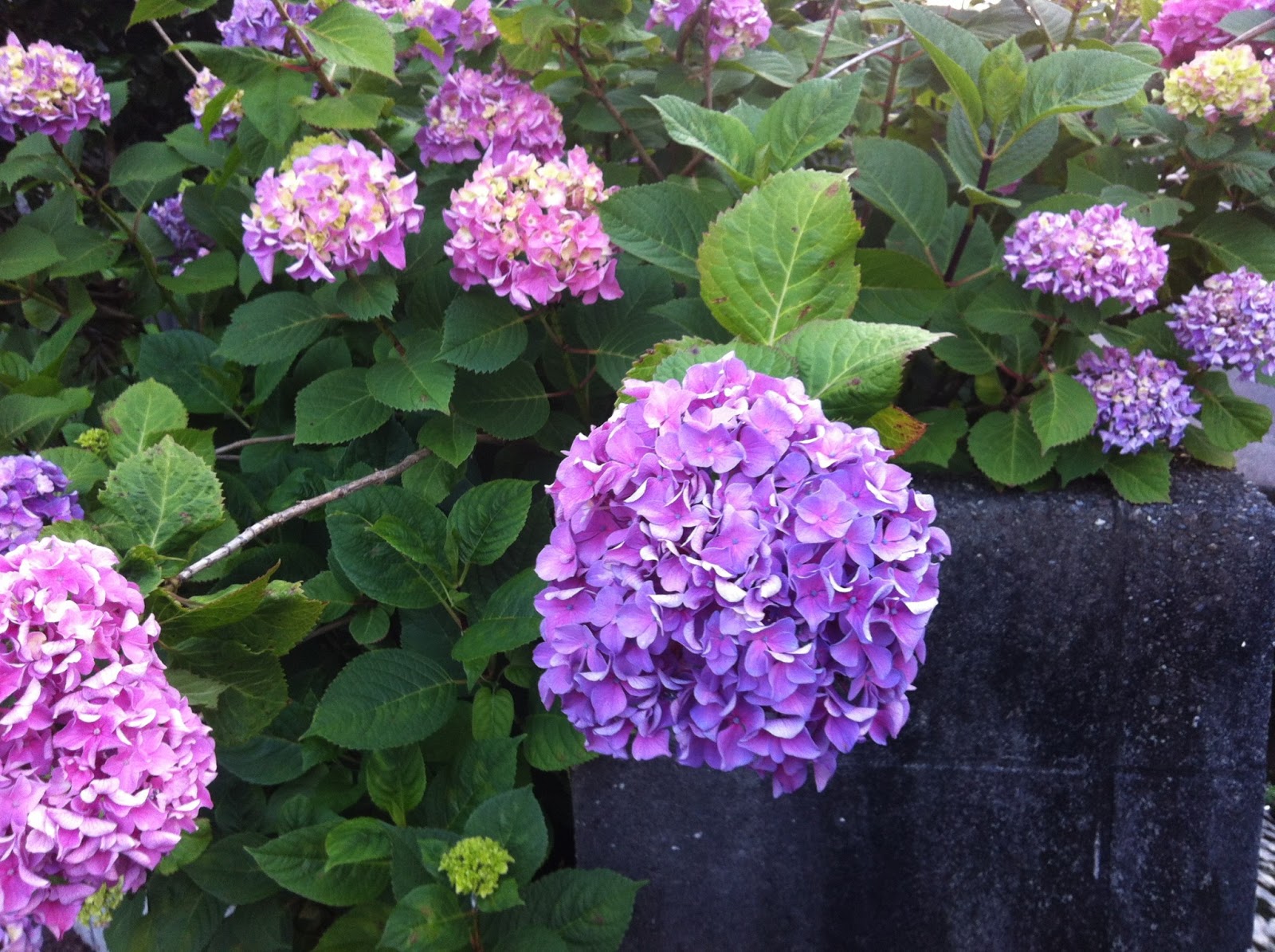 Michelle In Japan (and beyond...): 紫陽花 (Ajisai) Rainy Season's Flower