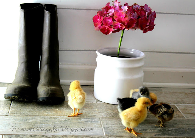Photo of a pair of gardening boots on the floor next to a pot with a beautiful bright pink hydrangea in it and in front of them are little chicks that are gathered together. One has wandered off and is looking at the boots in interest by RosevineCottageGirls.com Is it worth it post #Farmlifestyle #farm #countryliving #countrylife #garden #vintagesundress #simpleliving
