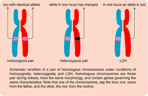 Человек с внутренним локусом контроля. Локус и аллель. Локусы хромосом. Ген Локус аллель. Аллели в хромосомах.