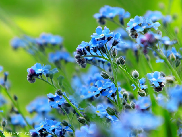 niebieskie kwiaty niezapominajki