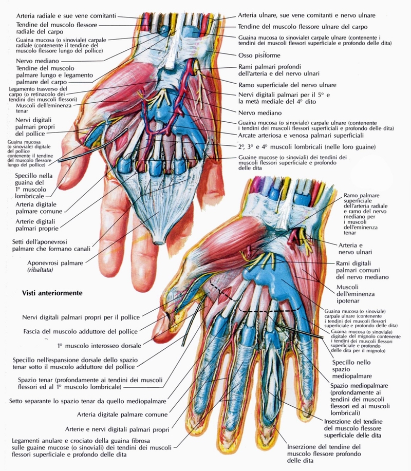 ®FisioRiab La Mano Articolazione e Legamenti. (articolo approfondito) ®FisioRiab La Mano Articolazione e Legamenti. (articolo approfondito)