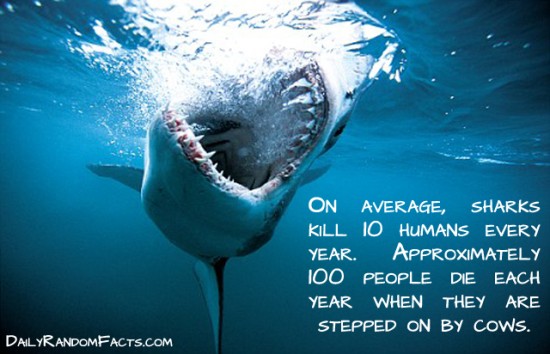 animal facts, facts about animals, interesting animal facts, sharks fact
