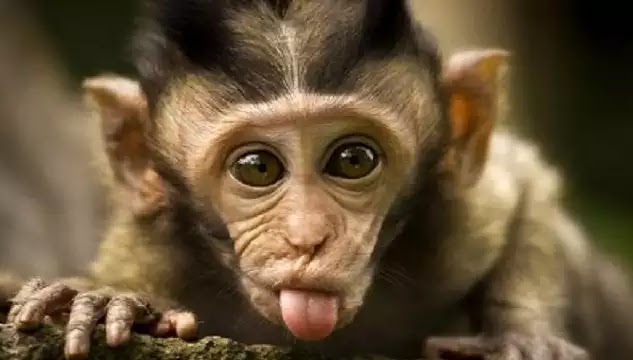 Όποιος ΔΕΝ έχει διαβάσει αυτό το πείραμα με τις μαϊμούδες! ΠΡΕΠΕΙ να το διαβάσει... !!!