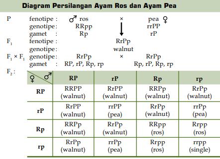 Sifat keriting ditentukan oleh gen c dan bersifat dominan terhadap rambut lurus yang ditentukan oleh