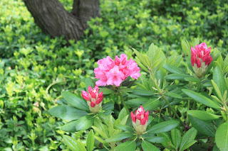 Three Dogs In A Garden