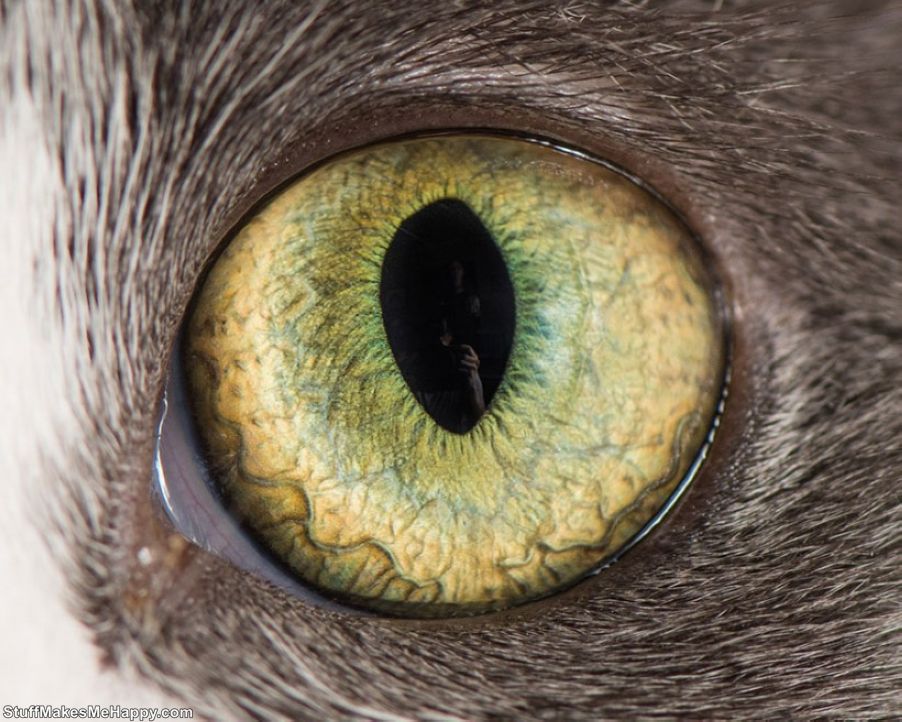 У кого квадратные зрачки. Необычные глаза животных. Глаза кошки. Радужка кошачьего глаза. Кошачий зрачок.