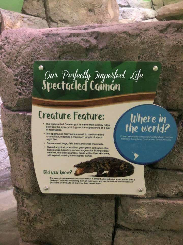 SeaQuest Interactive Aquarium Fort Worth Review by Crystal Carney