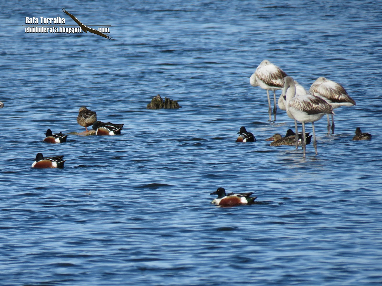 El Nido de Rafa La Mancha Húmeda