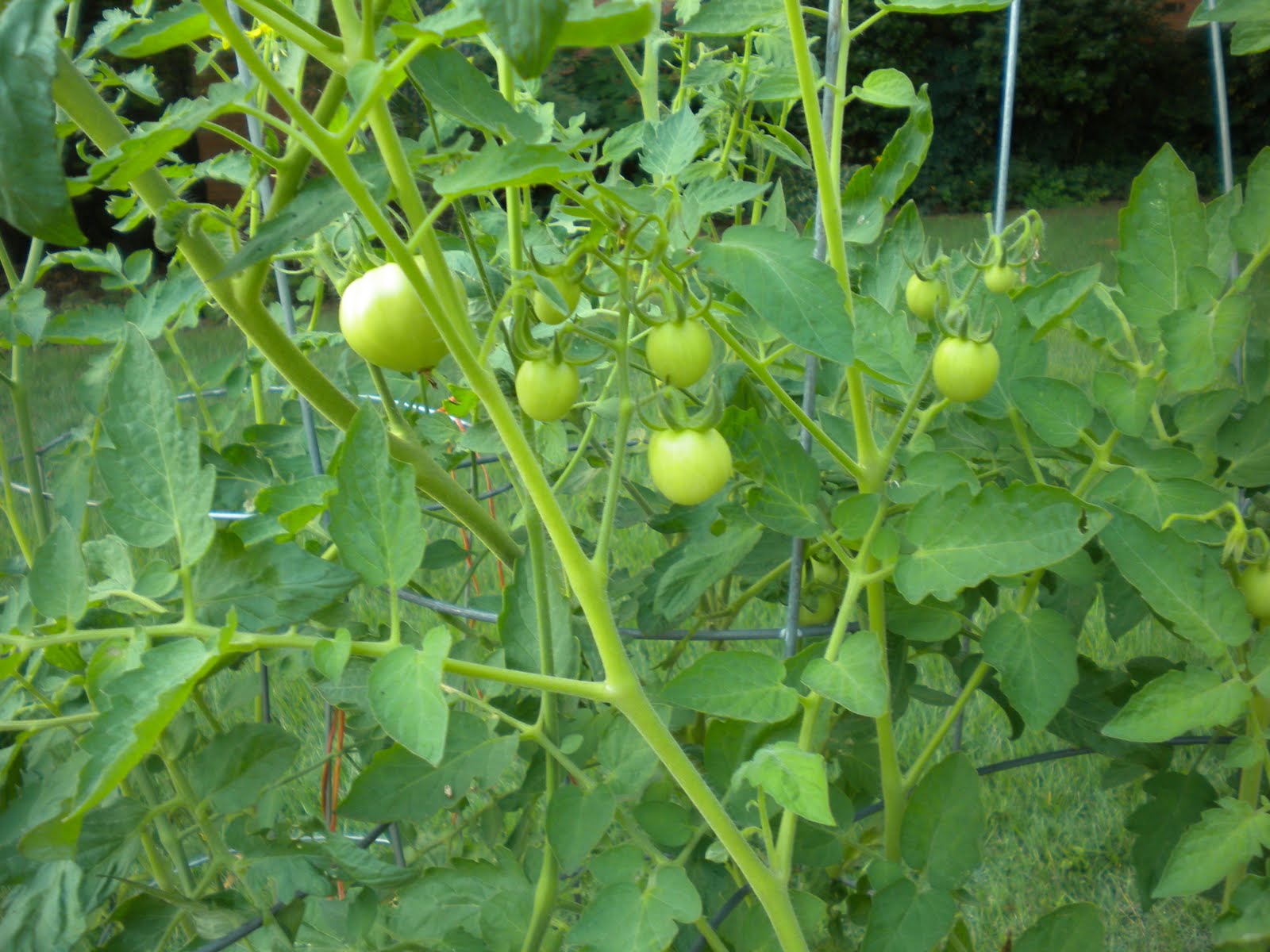 Pam Plants A Garden Tomatoes They Are Finally Here!