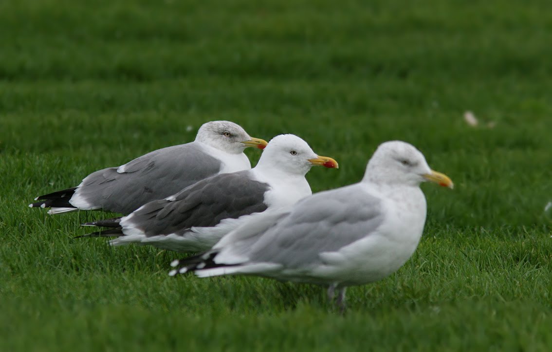 Birding Newfoundland with Dave Brown Yellowlegged Gulls of Newfoundland