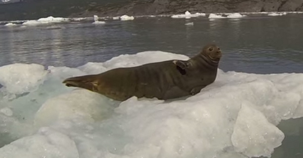 When A Group Of People On A Boat Passed By This Seal, He Reacted In The Funniest Way Possible