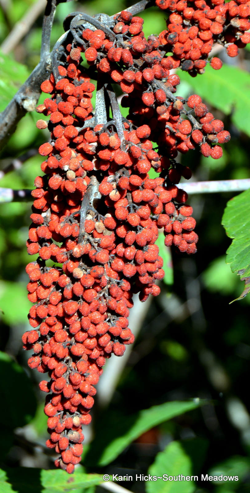 Fall in Love with Berry Worthy Plants