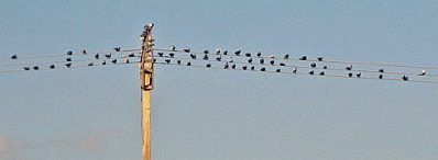Birds on the wires