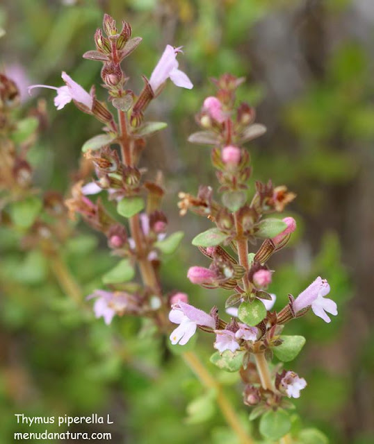 Menuda Natura Thymus piperella L