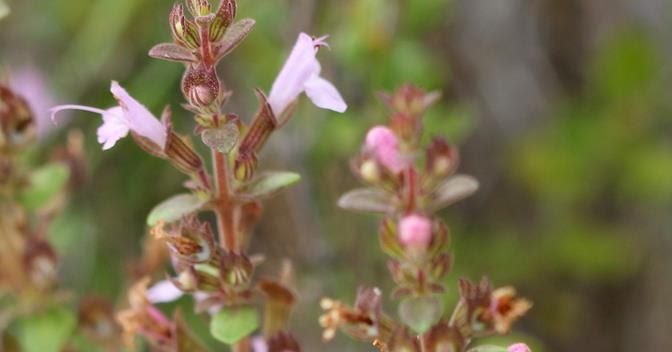 Menuda Natura Thymus piperella L