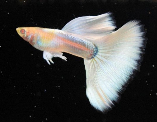 Guppy Colors Chart