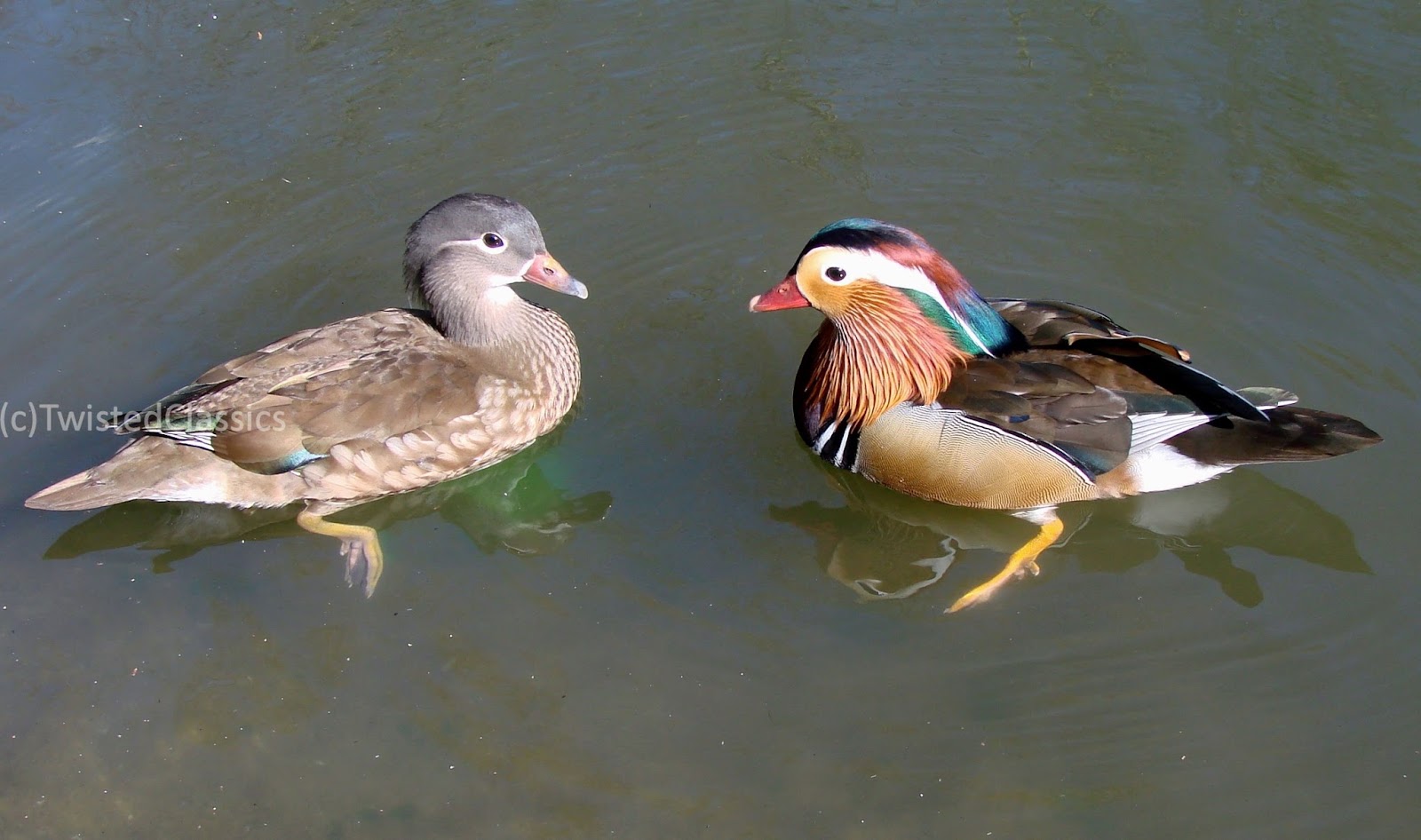 Birds and wildlife Mandarin, Gadwall and hybrid ducks and Spring blossom on an April walk in