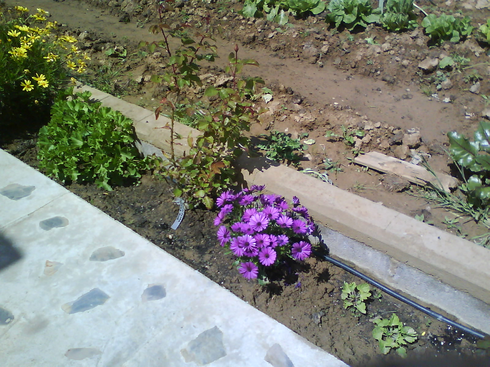 Faenas de la Huerta: Flores en el huerto ¿Para qué?