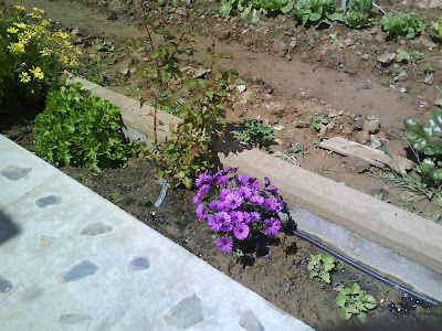 Faenas de la Huerta: Flores en el huerto ¿Para qué?