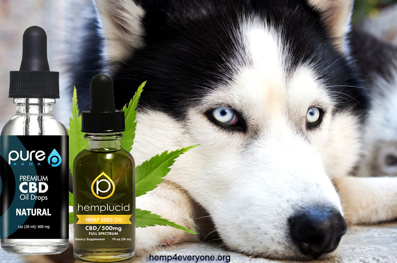 3 Tricks To Know When Buying CBD For The Dog (Oils, Treats, even Biscuits) ...