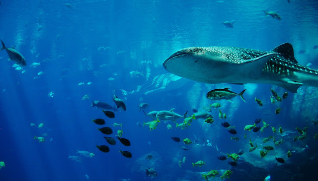 Shark Count; el proyecto que involucra ciencia ciudadana para monitorear la vida marina en las Islas Galápagos