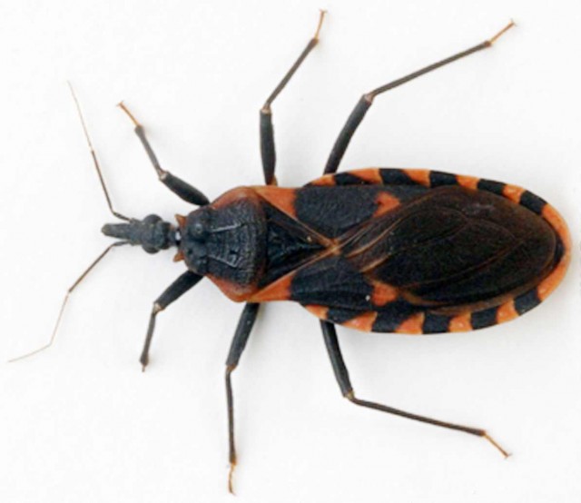 CDC - Chagas Disease - Detailed FAQs