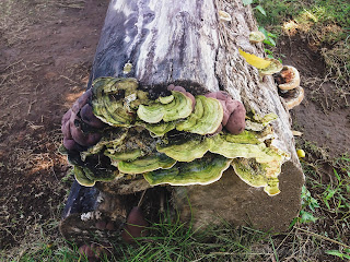 Type Of Braket Fungus Grows On Cut Wood In The Garden
