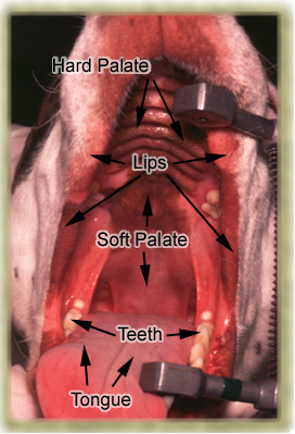 THE DIGESTIVE APPARATUS OF ANIMALS, ANATOMICALLY DIGESTIVE APPARATUS IN