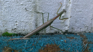 green preying mantis on wall