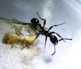 Aenictus ant worker